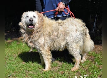 Noak - Alles nur Wunschdenken... ?