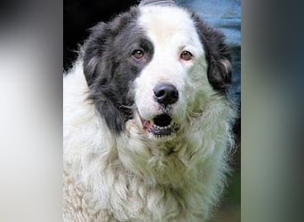 Mathis - mit dem treuen Blick