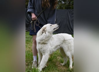 Boss - Wenn ein Name täuscht und ein Herz gewinnt