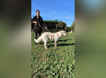 Mona - eine weiße Herzensbrecherin und ihre drei Schwestern