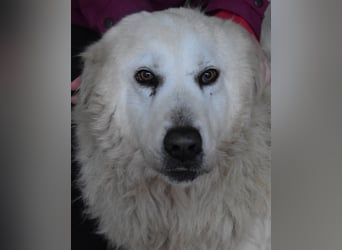 Daigle - "Tauschen Sie den Rest Ihres Zögerns gegen den Rest meines Lebens!"