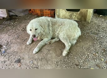 Luke - geboren, um zu schützen...