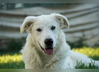 Mulan - eine weiße Herzensbrecherin und ihre drei Schwestern