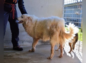 Albertone - Alles, alles Gute!!!