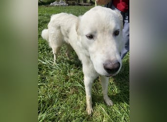 Boss - Wenn ein Name täuscht und ein Herz gewinnt