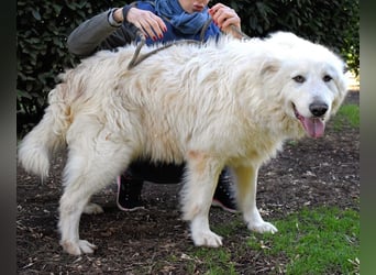 Hadriano - Viel mehr als nur einer unter vielen!