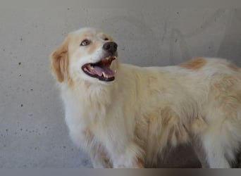 Pratheep - Vom Clan der Fussel - Pfoten