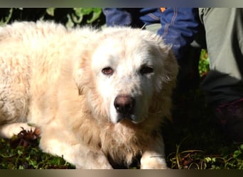 Gherardo - Ein Adler bleibt ein Adler...