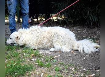 Archimede - sucht freundliche Aufnahme