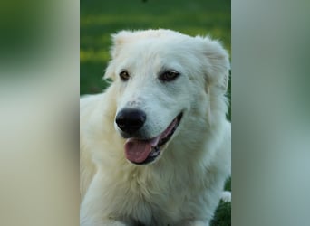 Mulan - eine weiße Herzensbrecherin und ihre drei Schwestern