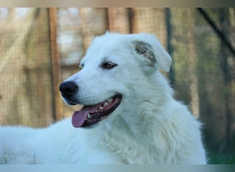 Mira - eine weiße Herzensbrecherin und ihre drei Schwestern