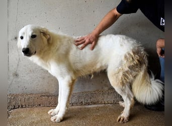 Hadrianus - weiß, es wird einmal ein Wunder gescheh'n