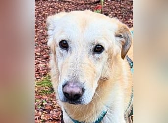 Yannick - SOS- Dringend Pflegestelle oder Zuhause gesucht - verloren zwischen Angst und Bindung