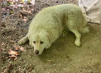 Luke - geboren, um zu schützen...