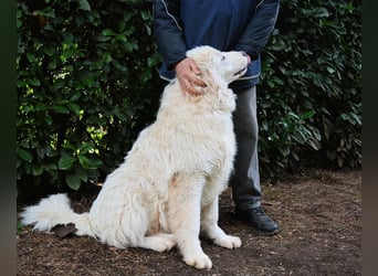 Leofric - Kleiner Löwe hat Großes vor