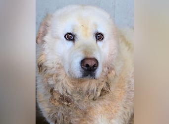 Eskie - aber bitte mit Sahne ins Glück!