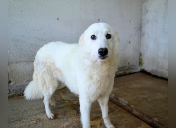 Amaya - So schön und so schrecklich?