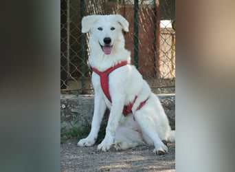 Mona - eine weiße Herzensbrecherin und ihre drei Schwestern