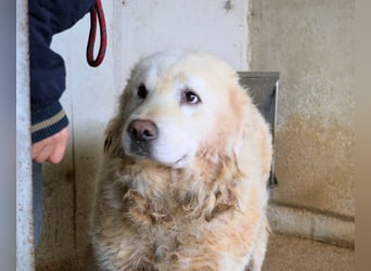 Eskie - aber bitte mit Sahne ins Glück!