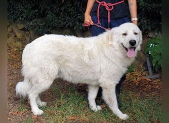 Ottis - Wow! Einfach nur wow!