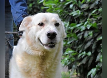 Zipper - Ein vergeudetes Leben