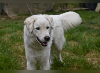 Boss - Wenn ein Name täuscht und ein Herz gewinnt