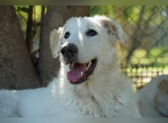 Tonia - eine sanfte Seele mit Flausen im Kopf