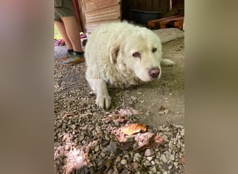 Luke - geboren, um zu schützen...