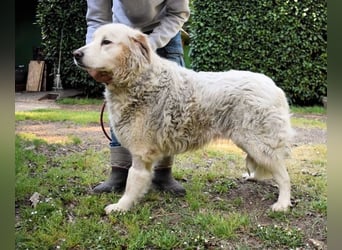 Gorivah - Das Leben ist zu kurz...