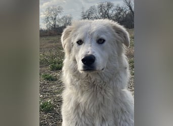 Mulan - Sanfte Präsenz, großes Herz