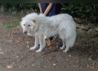 Pinturicchio - Finde den Fehler!