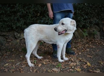 Alisky - XXL Körbchen für sanfte Hundedame gesucht