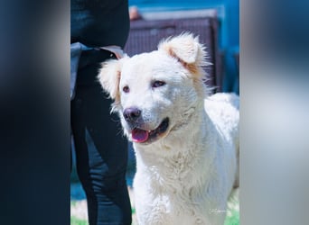 Cornelius - Woher soll er es können?