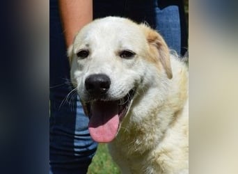 Neeko - Traumhund sucht Traummenschen