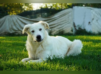 Mulan - eine weiße Herzensbrecherin und ihre drei Schwestern