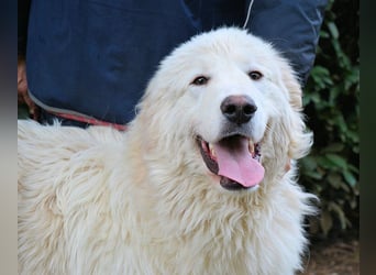 Leofric - Kleiner Löwe hat Großes vor