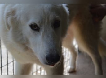 Amaya - SOS - So schön und so schrecklich?
