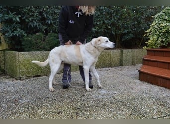 Neeko - Traumhund sucht Traummenschen