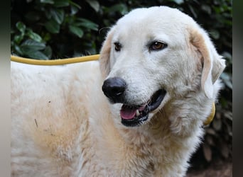 Damarius - niemals ist eine schrecklich lange Zeit