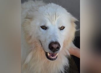 Jaafar - Der sanfte Riese Jaafar - Der sanfte Riese