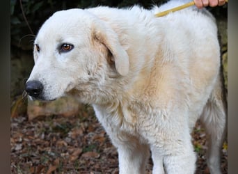 Damarius - niemals ist eine schrecklich lange Zeit