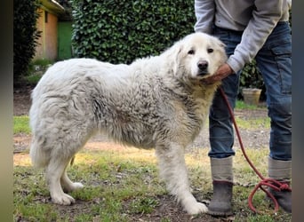 Gorivah - Das Leben ist zu kurz...
