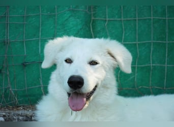 Mona - Ruhe, Würde und ein großes Herz