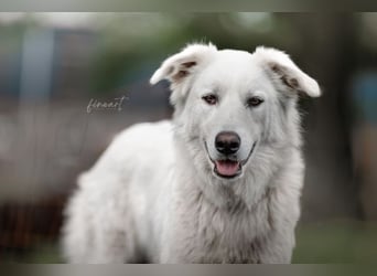 Tennison - Fellknäuel sucht dringend großes Körbchen