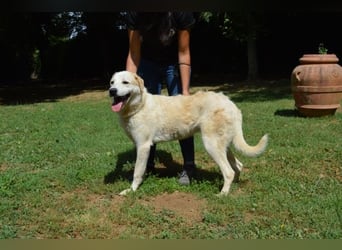 Neeko - Traumhund sucht Traummenschen