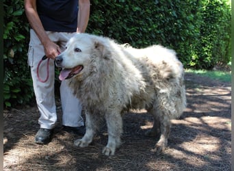 Noak - Alles nur Wunschdenken... ?