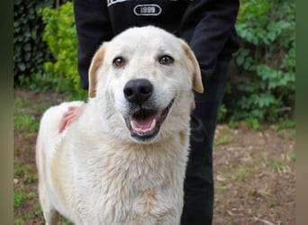 Neeko - Traumhund sucht Traummenschen