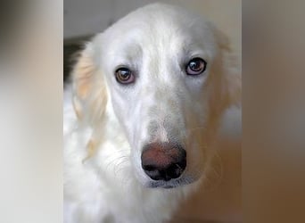 Hadrianus - weiß, es wird einmal ein Wunder gescheh'n