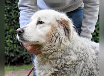 Gorivah - Das Leben ist zu kurz...