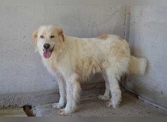 Pratheep - Vom Clan der Fussel - Pfoten